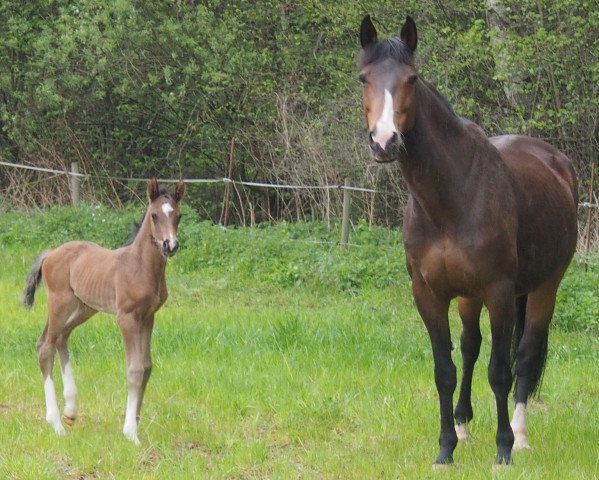 broodmare Walkyrie (Württemberger, 2006, from Wolkenzug)