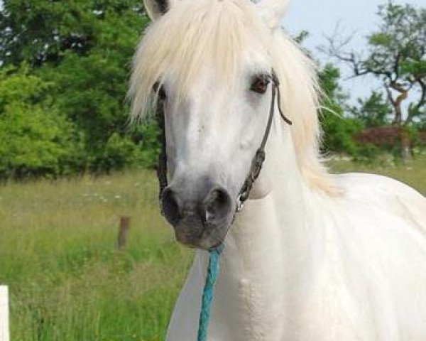 dressage horse Nesquick du Milon (Connemara Pony, 2001, from Feu d'Granit Pondi)