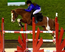 jumper Arlequin du Milon (French Pony, 2010, from Machno Carwyn)