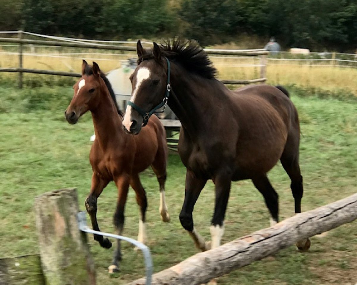 broodmare Zarina IX (Holsteiner, 2007, from Caretino)