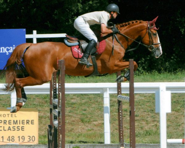 horse Reveuse du Milon (Selle Français, 2005, from Impala des Fontaines)