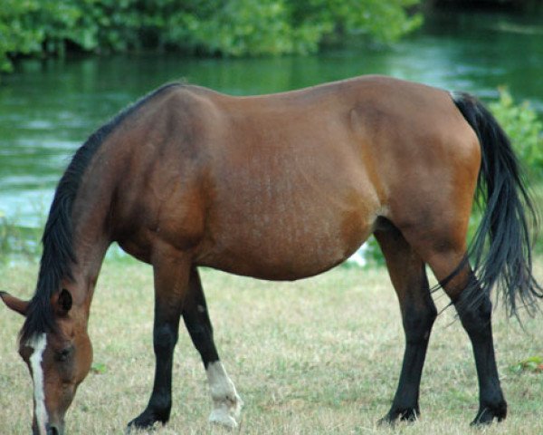 Zuchtstute Istamine du Milon (Französisches Pony, 1996, von Arlequin de Mescam)
