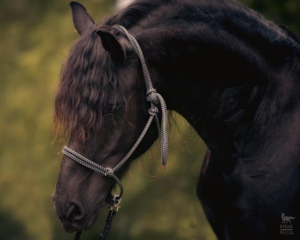 horse Lamiro (Friese, 2005, from Tysen)