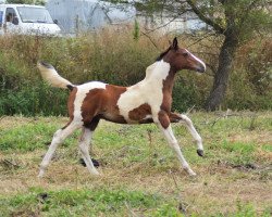 stallion Uwhite Socks Fly Z (Zangersheide riding horse, 2020, from Utah van Erpekom)