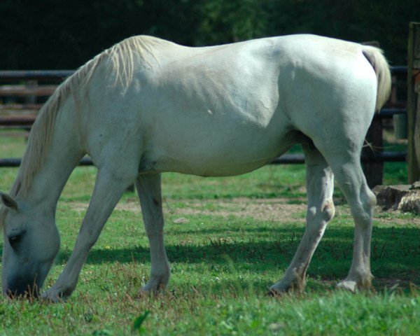 broodmare Donegal III (Selle Français, 1991, from Kessel II)