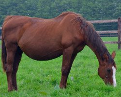 broodmare Contesse des Dunes (Selle Français, 1990, from Le Condeen)