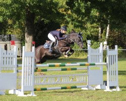 Zuchtstute Poppings Roos-Marie (New-Forest-Pony, 2013, von Reekamp's Eclips)