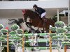 broodmare Chadossa (Oldenburg show jumper, 2005, from Chacco-Blue)