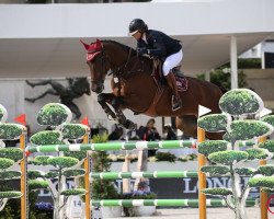 broodmare Chadossa (Oldenburg show jumper, 2005, from Chacco-Blue)