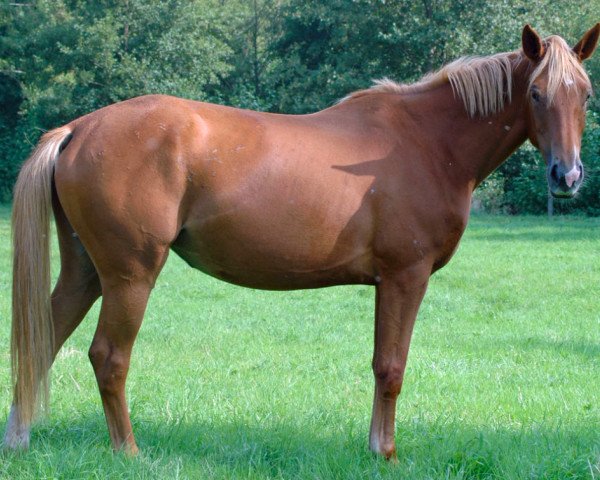 broodmare Nouvel Vague du Lozon (Selle Français, 2001, from Verdi)