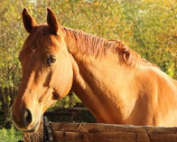 broodmare Alisha (Hessian Warmblood, 1999, from Amorino)