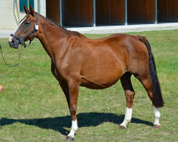broodmare Image d'Auzay (Selle Français, 1996, from Hurlevent)