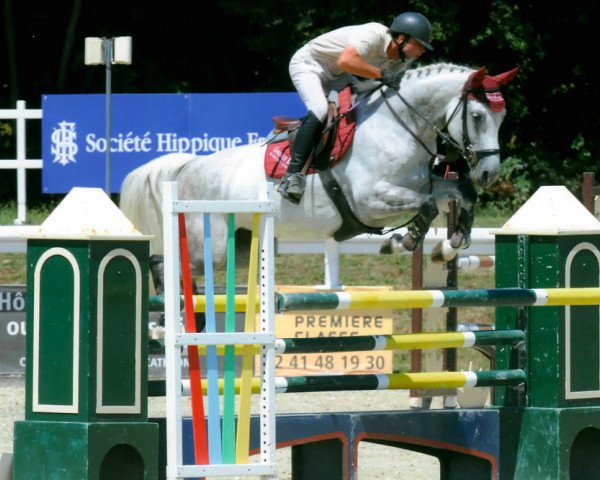 broodmare Quapela de Golaine (Selle Français, 2004, from Canaletto)