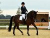 dressage horse Henry S (Hanoverian, 2013, from Heinrich Heine)