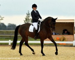 dressage horse Henry S (Hanoverian, 2013, from Heinrich Heine)