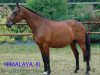 broodmare Himalaya III (Selle Français, 1995, from Quatoubet du Rouet)