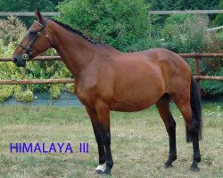 broodmare Himalaya III (Selle Français, 1995, from Quatoubet du Rouet)