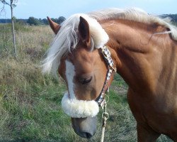 Springpferd Nando (5,47% ox) (Edelbluthaflinger, 2008, von Na Und (10,94% ox))