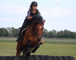 jumper Casall's First Choice (Holsteiner, 2013, from Casall Ask)