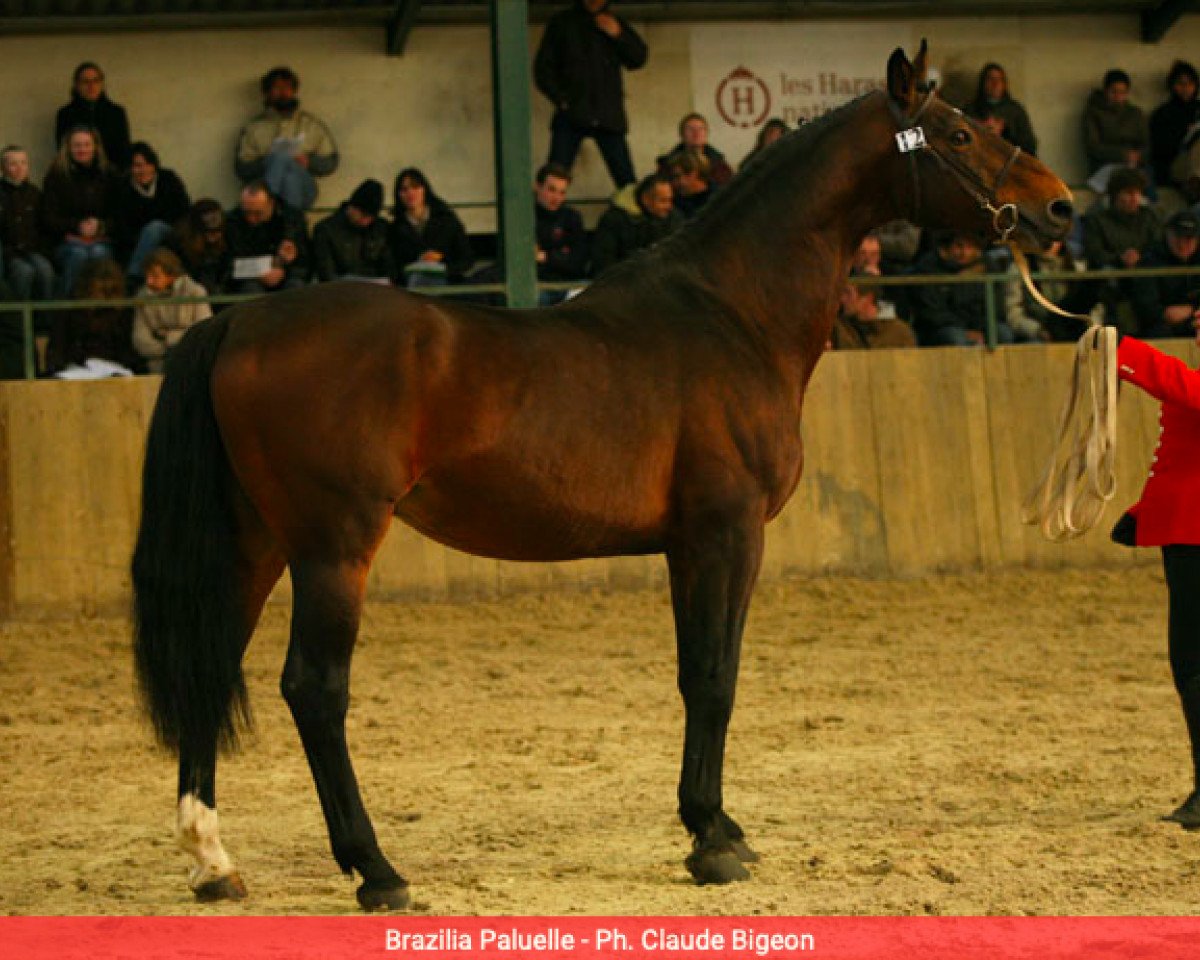stallion Brazilia Paluelle (Selle Français, 1989, from Rosire)