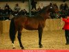 stallion Brazilia Paluelle (Selle Français, 1989, from Rosire)