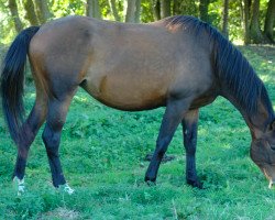 broodmare Ira du Mont Milon (Selle Français, 1996, from Brazilia Paluelle)