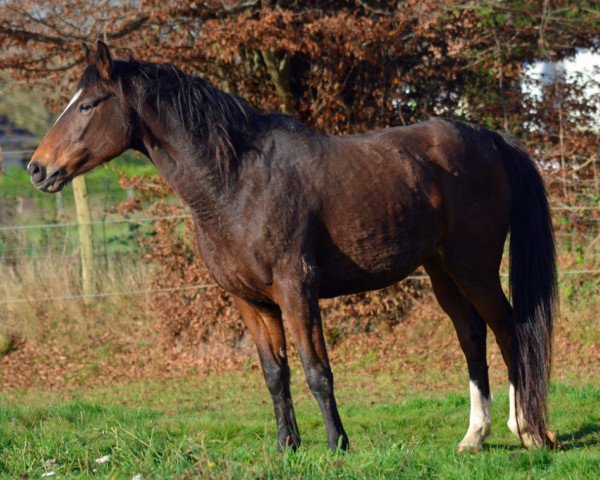 broodmare Tequila du Milon (Selle Français, 2007, from Calvaro Z)