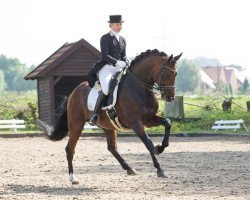 dressage horse Silvanos L (Oldenburg, 2006, from Samarant)