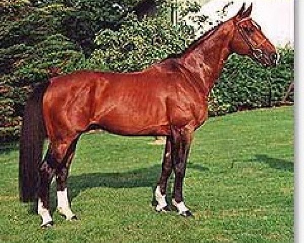 stallion Barabbas du Ter (Selle Français, 1989, from Almé)