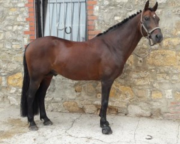 stallion Cajano 9 (German Riding Pony, 2002, from Columbo)