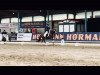 dressage horse Golden Estrella (German Riding Pony, 2016, from HET Golden Dream)