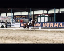 dressage horse Golden Estrella (German Riding Pony, 2016, from HET Golden Dream)