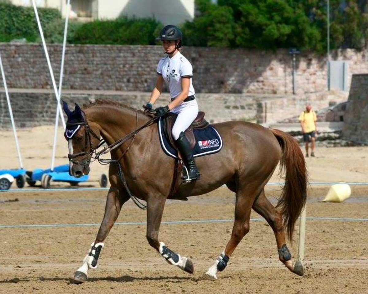 Pferd Pilgrim de Fétan (Selle Français, 2003, von Elan de la Cour)