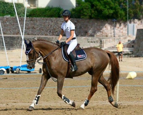 horse Pilgrim de Fétan (Selle Français, 2003, from Elan de la Cour)