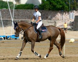 horse Pilgrim de Fétan (Selle Français, 2003, from Elan de la Cour)