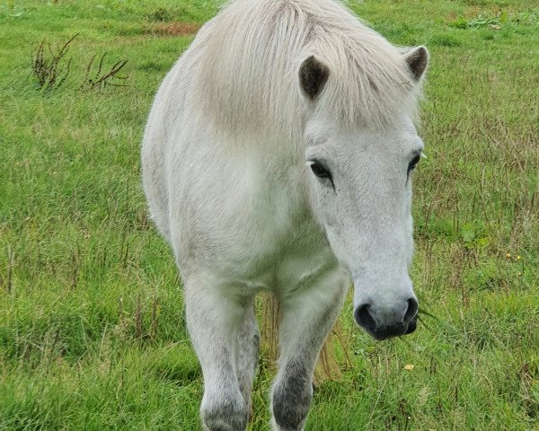 horse Gaeska vom Westerberg (Iceland Horse, 2009, from Iwan vom Ishof)