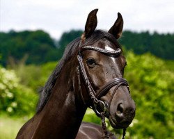 broodmare Quintessenz 11 (Oldenburg show jumper, 2011, from Quality Time)