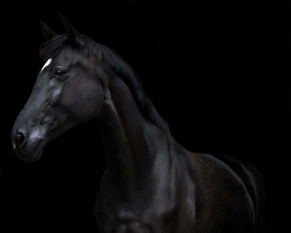 dressage horse Face To Face 8 (Hanoverian, 2012, from Fiorano)