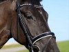 broodmare Quinenza (Oldenburg show jumper, 2012, from Quality Time)