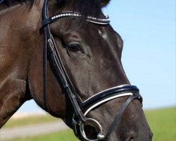 broodmare Quinenza (Oldenburg show jumper, 2012, from Quality Time)