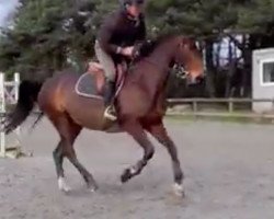 broodmare Sirena de Fétan (Selle Français, 2006, from Lamm de Fétan)