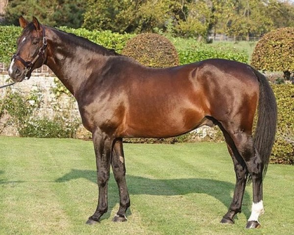stallion Lamm de Fétan (Selle Français, 1999, from Fergar Mail)
