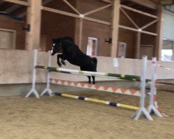 dressage horse Diavolina del Destino (Welsh-Pony (Section B), 2012, from Hogeland's Nandor)