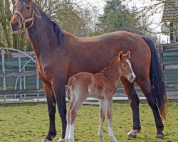 broodmare Queen Star du Milon (Selle Français, 2004, from Adelfos)