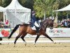 dressage horse Fidelio 294 (Oldenburg, 2010, from For Ever Jump)