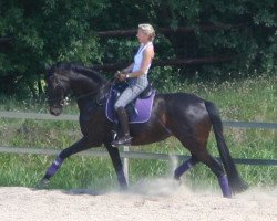 broodmare Petite Noire 6 (Westphalian, 2002, from Pik Labionics)