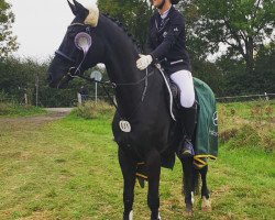 dressage horse Starlight deluxe (Westphalian, 2006, from Sandro Bedo)