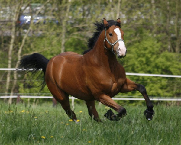 Pferd Leonardo mio (Westfale, 2008, von Lugato)