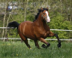 horse Leonardo mio (Westfale, 2008, from Lugato)