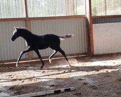 dressage horse Fortunis Toto (Hanoverian, 2020, from Fürst Toto)